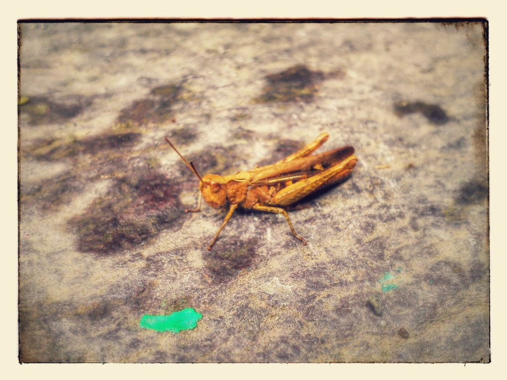 Grasshopper on doorstep.