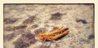 Grasshopper on doorstep.
