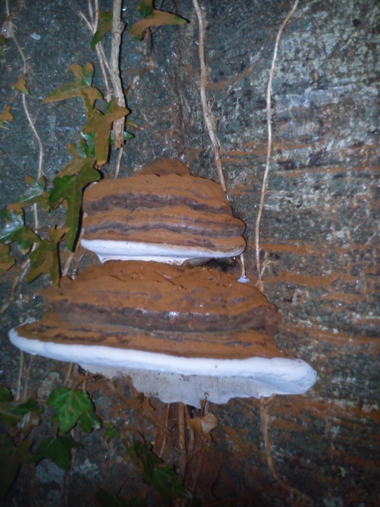 Layered mushrooms on tree.