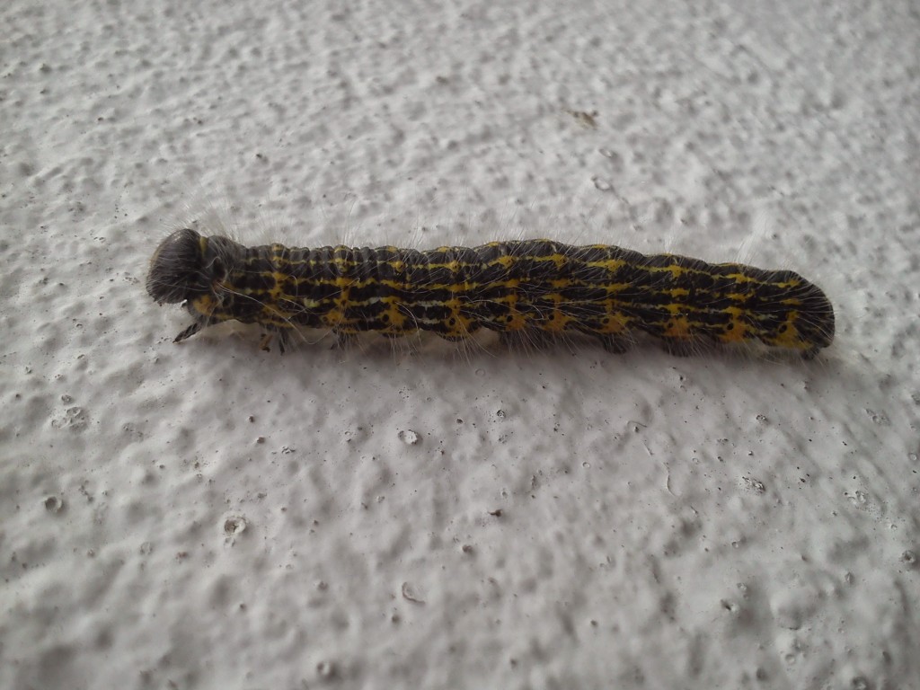 Buff Tip Caterpillar.