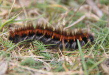 The humble Hairy Molly or Fox Moth Caterpillar (according to Internet reports).