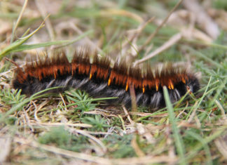 The humble Hairy Molly or Fox Moth Caterpillar (according to Internet reports).