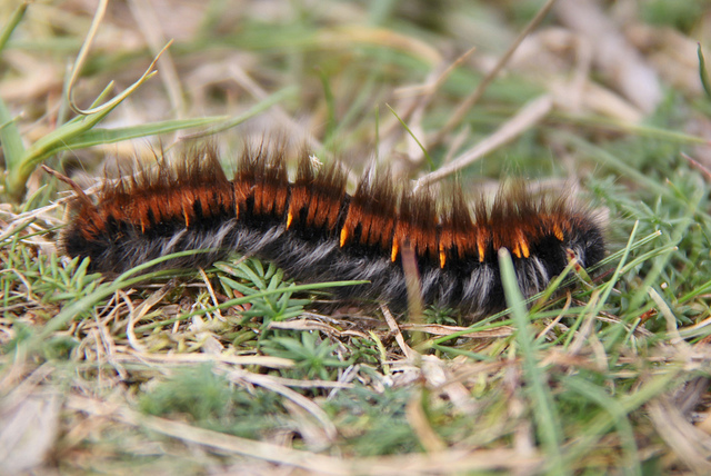 The humble Hairy Molly or Fox Moth Caterpillar (according to Internet reports). 