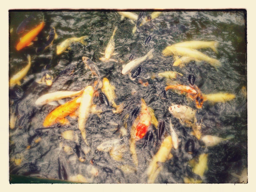 Fish at Swansea's Plantasia.