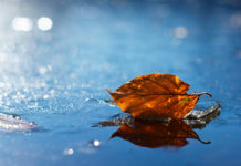 Orange leaf on ice.