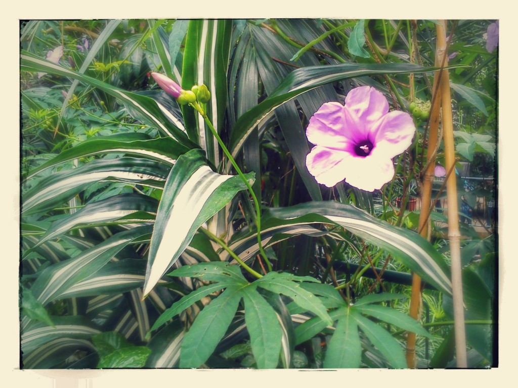 Lilac flower at Swansea's Plantasia.