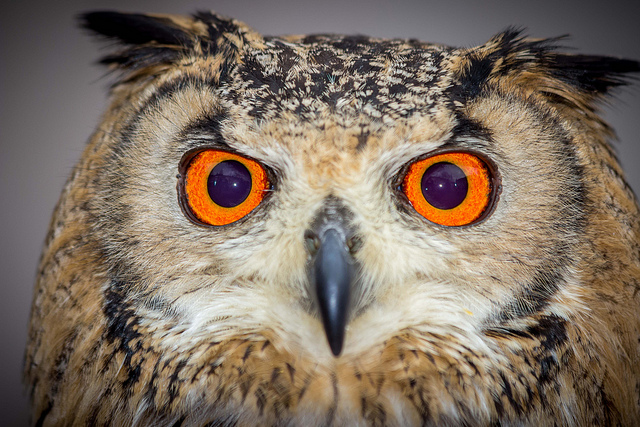 Owl with bright orange eyes.