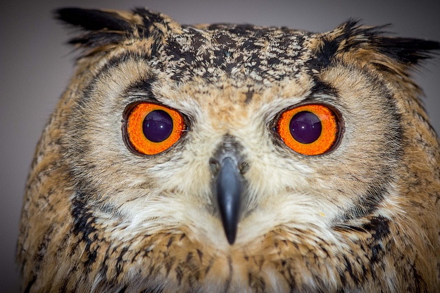 Flash Fiction: Owl Eyes