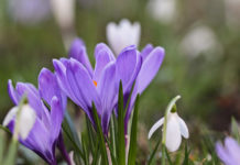 Snowdrops and crocuses.