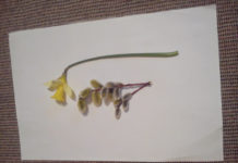daffodil and catkins.