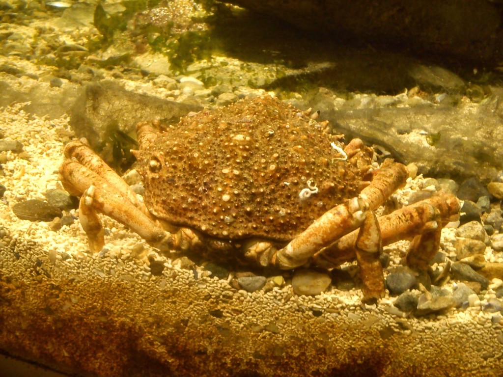 Crab at Atlantaquaria, Galway.