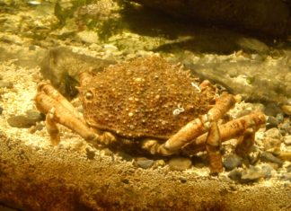 Crab at Atlantaquaria, Galway.