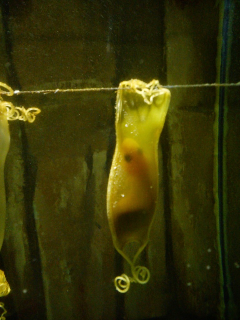 Mermaid's purse at Galway Atlantaquaria.