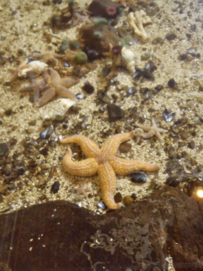 Starfish: Flash Fiction by K. S. Moore