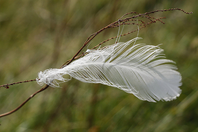 Feathers on the Road