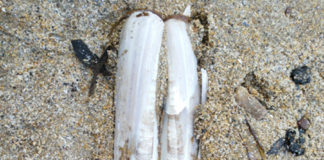 Razor Clam Shell at Ardmore.