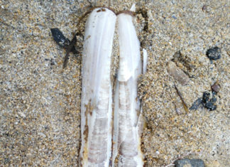 Razor Clam Shell at Ardmore.