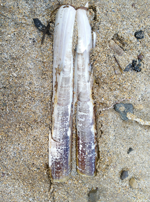 Razor Clam Shell at Ardmore.