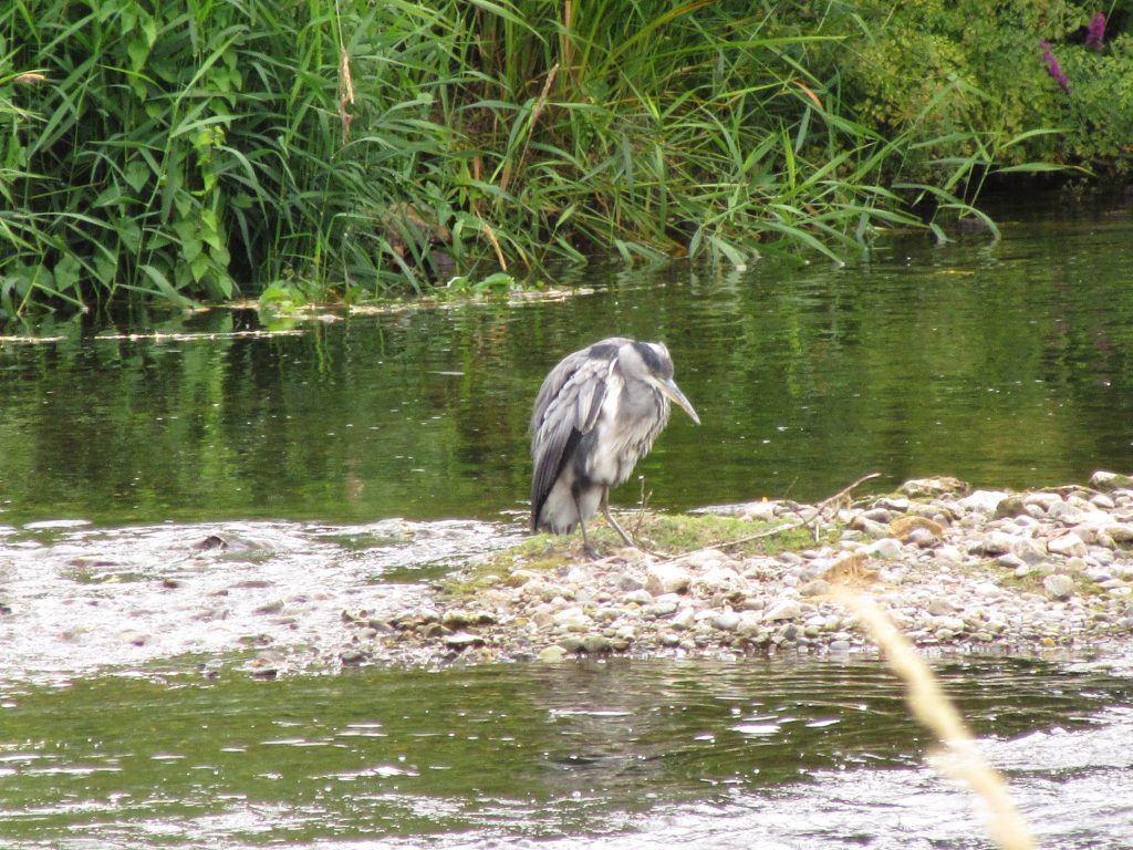 Heron.