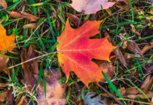 A bright maple leaf makes a startling autumn sight.