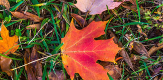 A bright maple leaf makes a startling autumn sight.