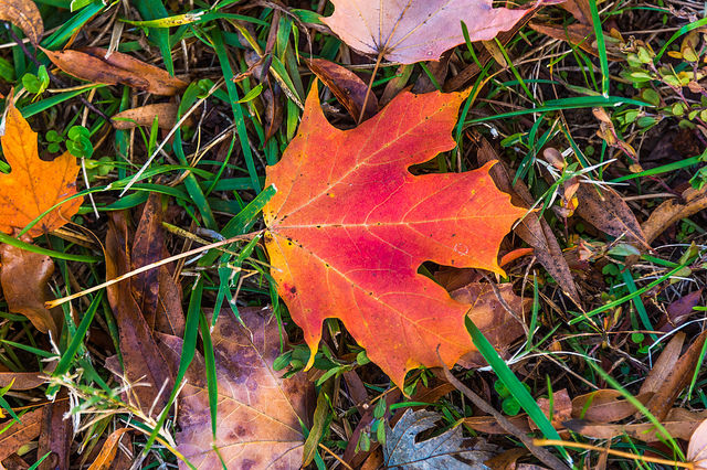 Flash Fiction: Maple Leaf