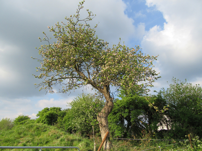 The Apple Tree and Storm Ophelia