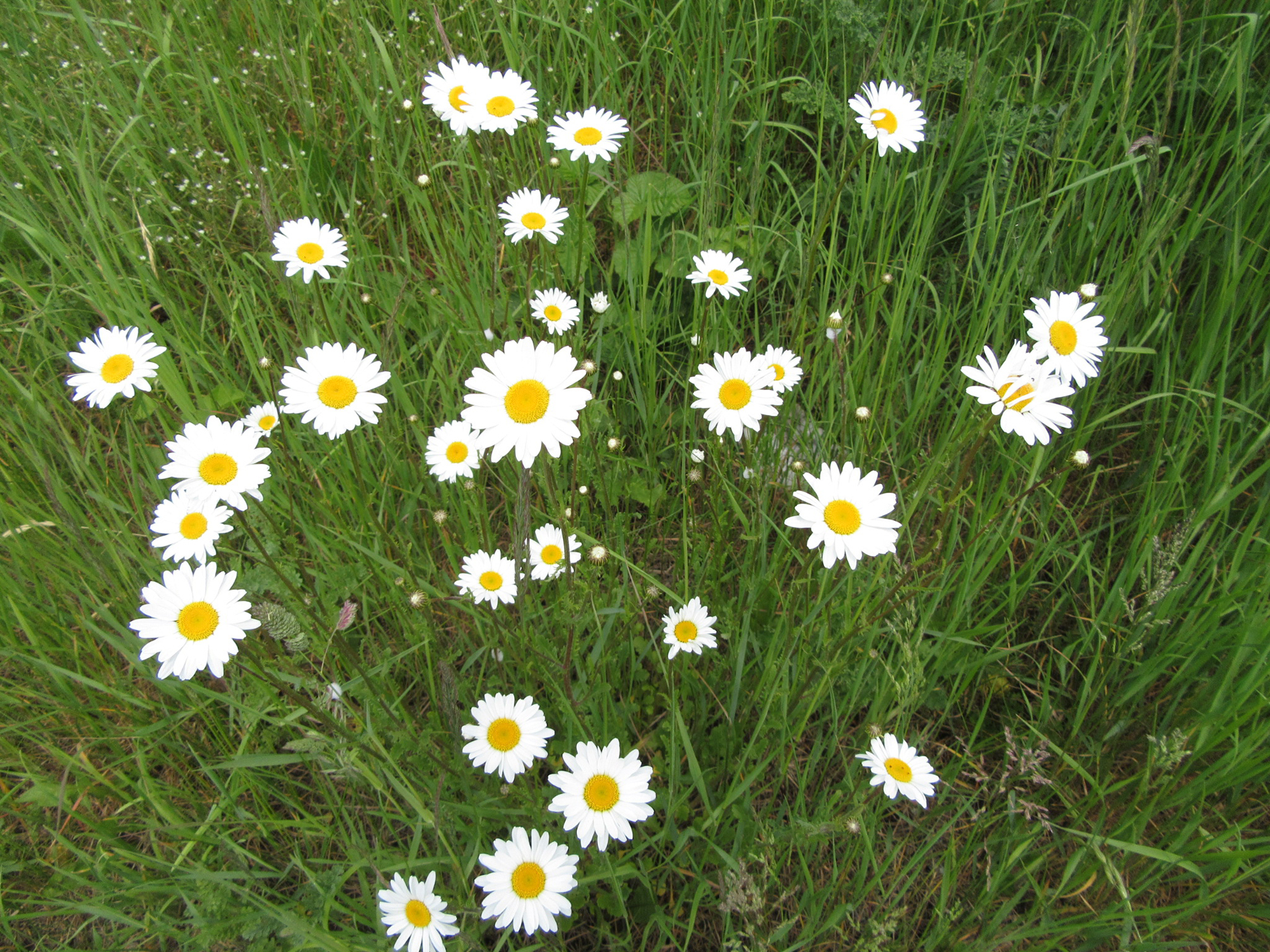 Daisy-Chained Summers – Poetry of Childhood