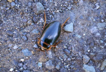 Beetle at Mahon Falls