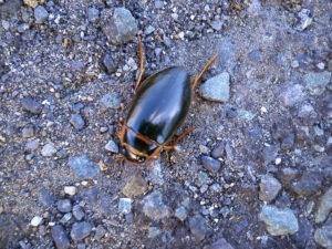 Beetle at Mahon Falls
