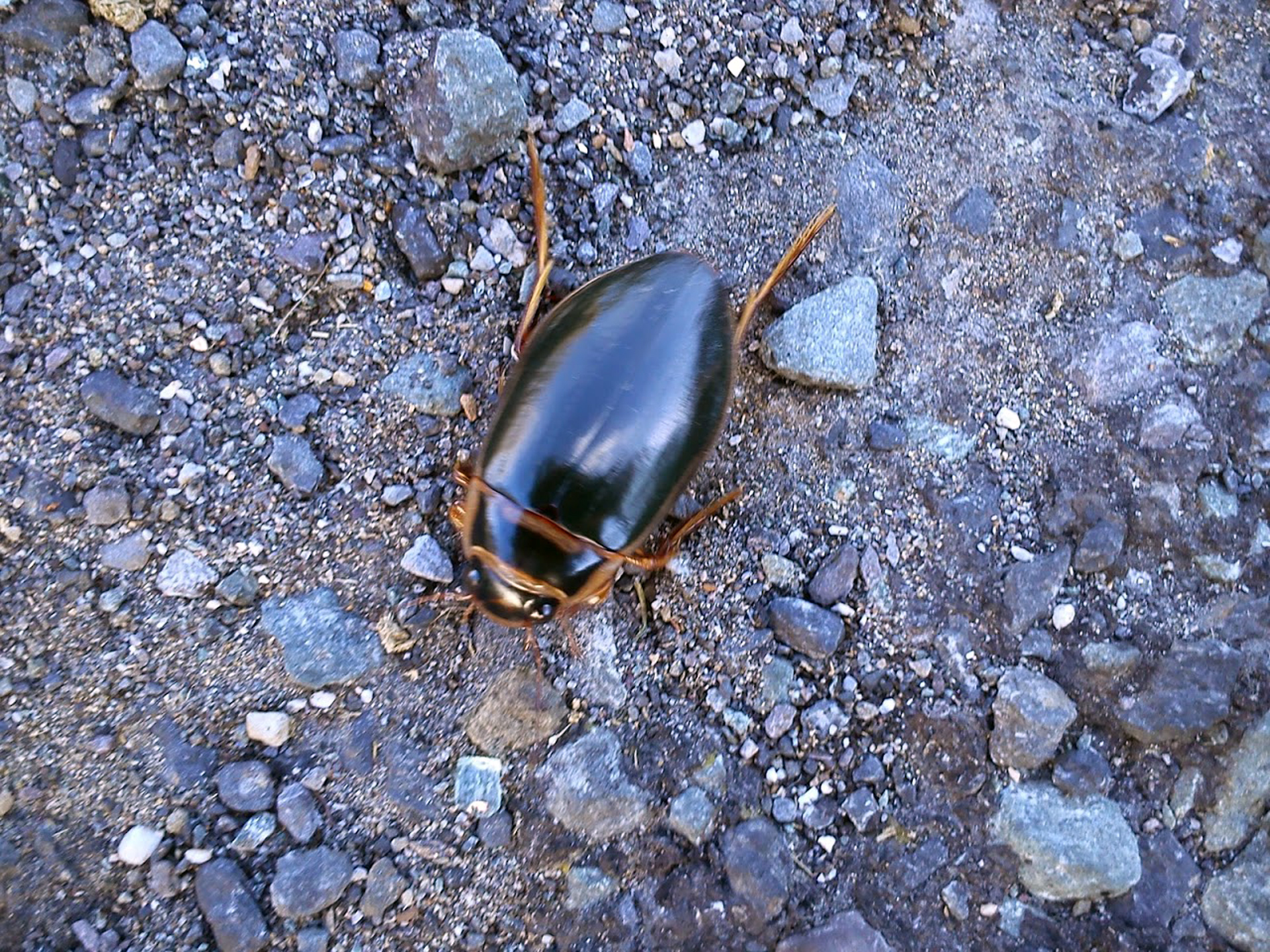 Beetle – Nature Poem