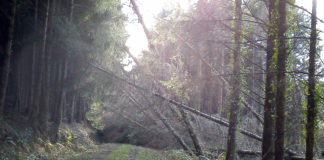 Fallen trees after a storm.