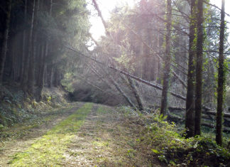 Fallen trees after a storm.
