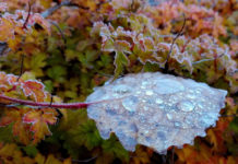 Leaf covered with droplets of dew