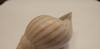 Stripy seashell