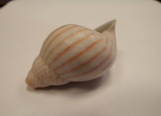 Stripy seashell