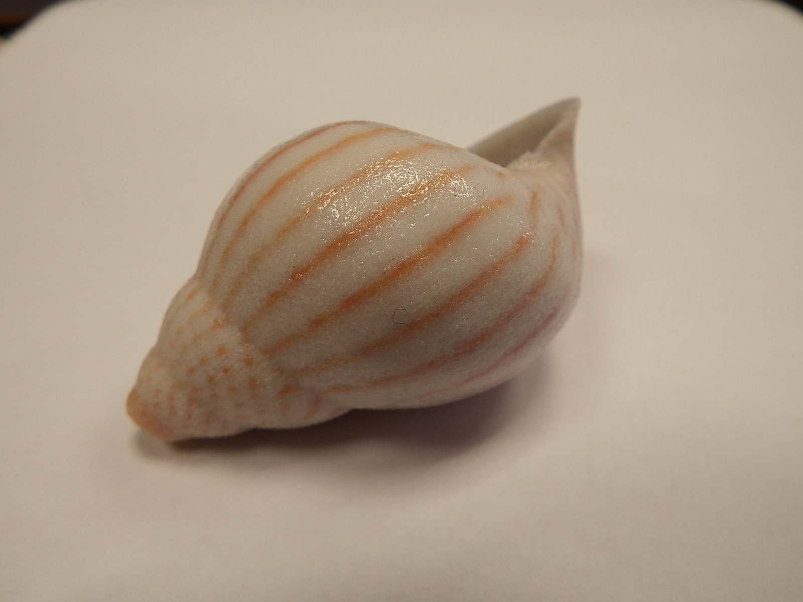 Shell – Poetry of Seashores
