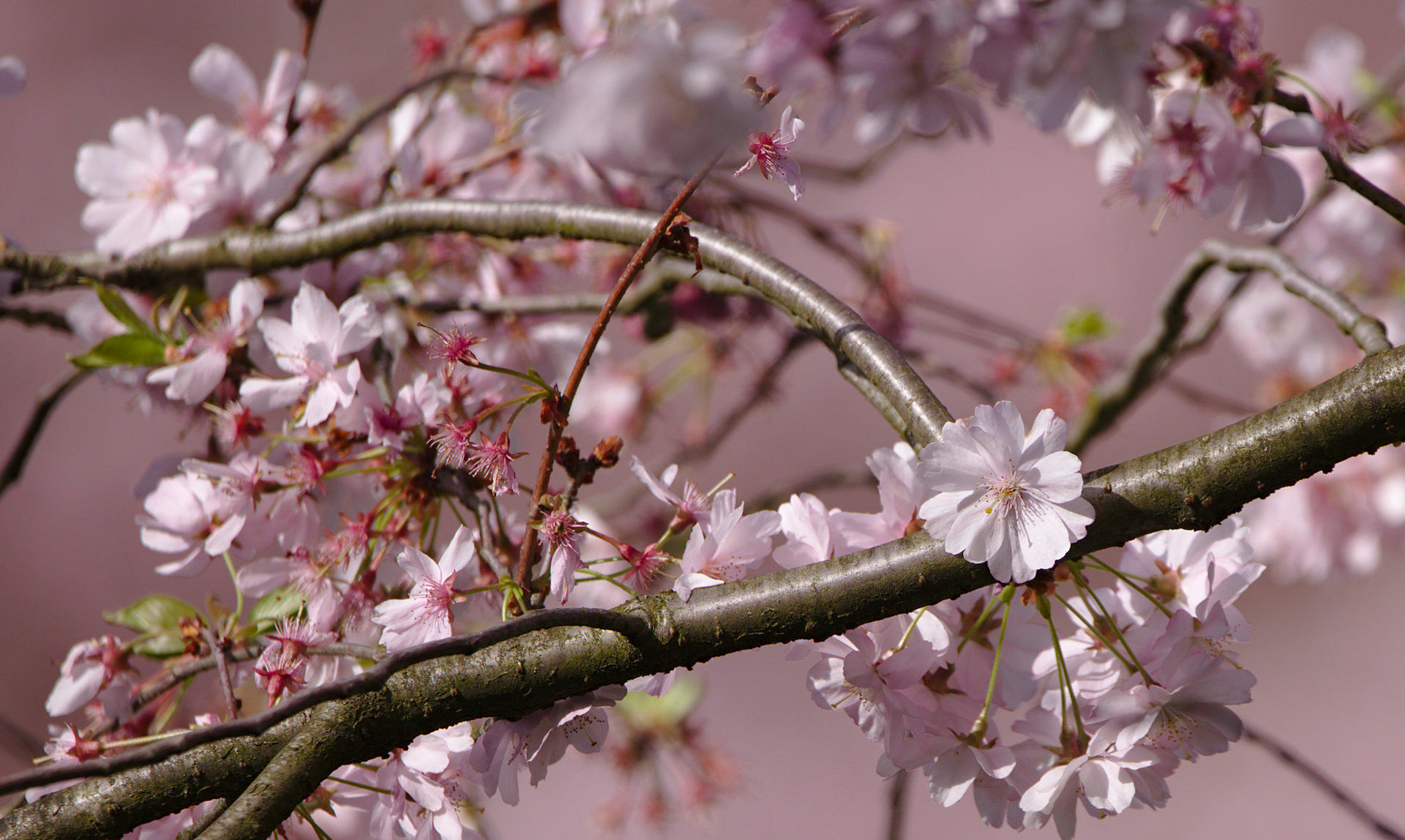 Blossom – Spring Poem