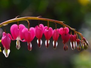 A branch of hearts