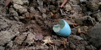 Blue Eggshell