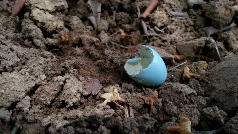 Blue Eggshell