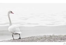 White Swan photo taken by Zoe Harris in Suffolk
