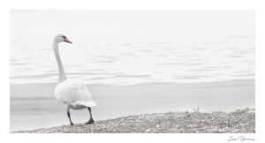 White Swan photo taken by Zoe Harris in Suffolk