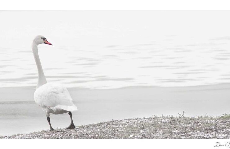 White Swan photo taken by Zoe Harris in Suffolk